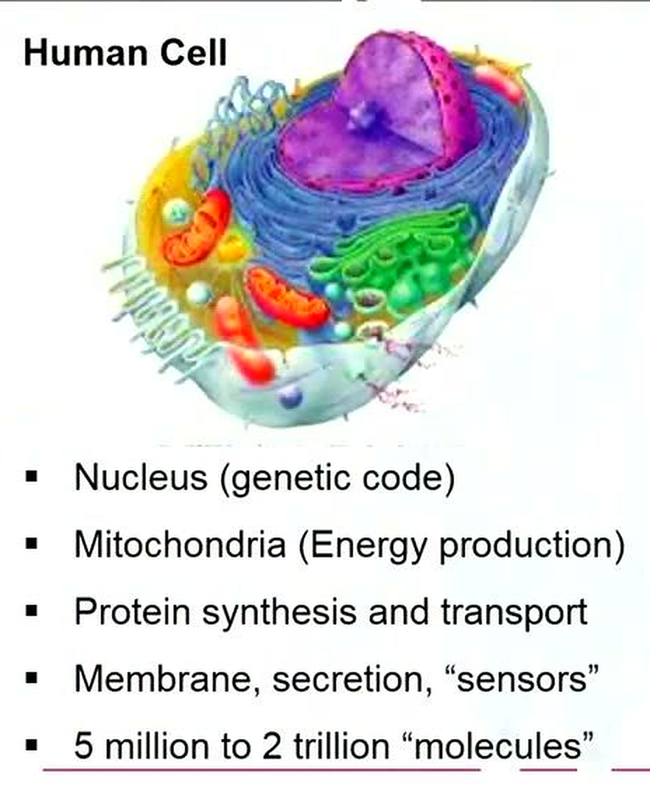 Labeled human-cell diagram showing nucleus, mitochondria, and organelles, extracted from a lecture slide