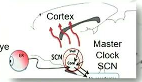 A diagram with labels 'Eye', 'Cortex', 'SCN', and 'Master Clock SCN' showing a red circle representing the eye connected by a line to the SCN (with 'Shell' and 'Core' labels), which in turn connects to the cortex.