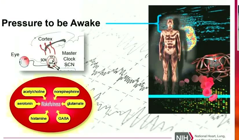 A diagram with multiple components on a white background with faint grey EEG wave lines. On the left, a schematic shows an eye connected to the SCN (Master Clock) and cortex. Below it, a red oval diagram lists neurotransmitters in yellow capsules: acetylcholine, norepinephrine, serotonin, histamine, GABA, and glutamate, with arrows pointing to 'Wakefulness'. On the right, a dark rectangular panel shows a 3D human body model with a glowing brain region connected by a blue bracket to the 'Pressure to be Awake' text.