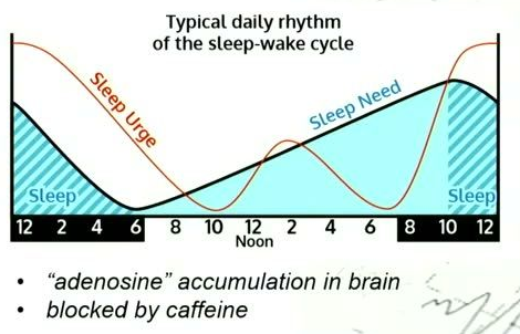 A line graph with a horizontal axis showing hours from 12 to 12 (Noon) and back to 12. An orange line labeled 'Sleep Urge' starts high, drops, and rises again. A blue line labeled 'Sleep Need' rises gradually and drops sharply during shaded 'Sleep' periods at the beginning and end of the timeline.